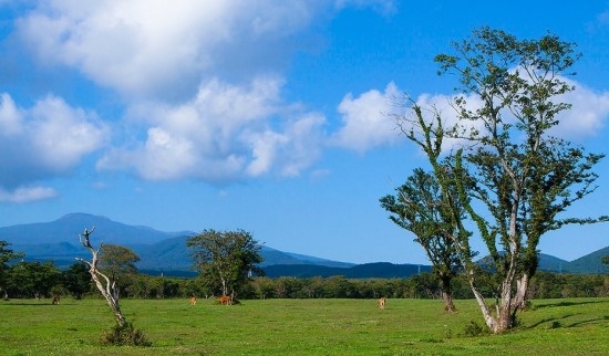 濟(jì)州島上的三多水