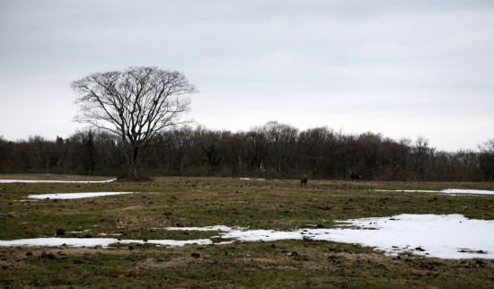 濟(jì)州島上的三多水