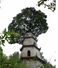 ����388��������L�� ��ʮ���׸ߵ��Ř��ϵ�P�����