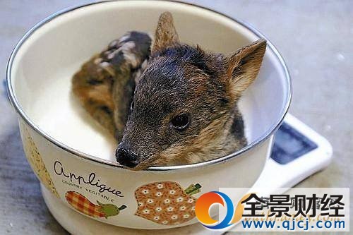 ��СƷ�N¹�Q��